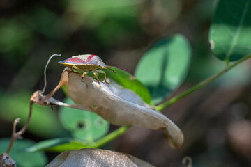 Beautiful beetle in nature