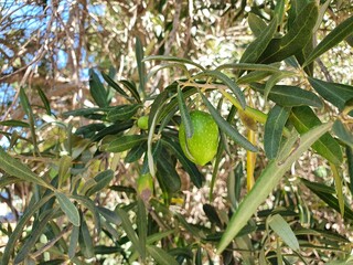 Large fruits of the olive tree. The fruits are large and will ripen soon in the warm summer sun.