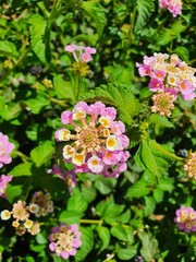 The inflorescence of flowers is pink and white. The flowers are small but very pretty.