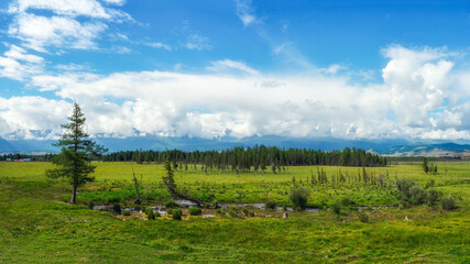 Green swampy plateau against the background of distant mountains. Panorama of a clean green landscape. Altai, Russia.