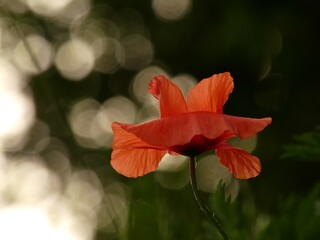 Field poppy (Papaver rhoeas) - red poppy flower with lightspots in the background