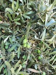 Several large green olives on a tree branch. The fruits are large and will ripen soon in the warm summer sun.