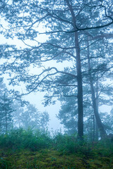 Landscapes of Siberia. Early morning on the Kiya river. Fog in a pine forest (taiga), in the mountains. Kemerovo region.