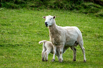 Naklejka na ściany i meble Newborn spring lamb, in a green, grassy, coastal paddock, near Gisborne, New Zealand 