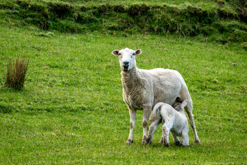 Fototapeta premium Newborn spring lamb, in a green, grassy, coastal paddock, near Gisborne, New Zealand 