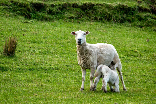 Newborn spring lamb, in a green, grassy, coastal paddock, near Gisborne, New Zealand 