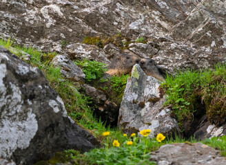 Curious marmots up the mountain