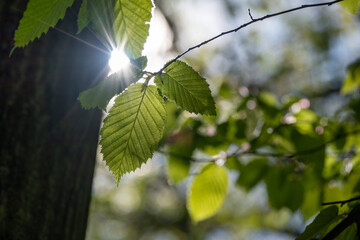 Rays of sunlight in Devil's grove, spring in Prague, Czech republic