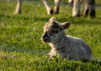 Newborn spring lamb, in a green, grassy, coastal paddock, near Gisborne, New Zealand 