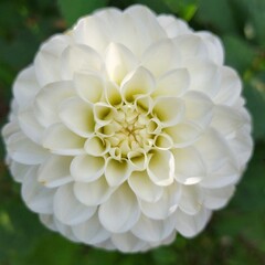 gros plan sur Dahlia blanc