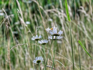 Wild Daisies in a Field 