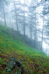 Obraz premium Landscapes of Siberia. Early morning on the Kiya river. Fog in a pine forest (taiga), in the mountains. Kemerovo region.