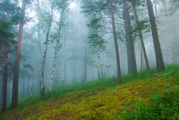 Obraz premium Landscapes of Siberia. Early morning on the Kiya river. Fog in a pine forest (taiga), in the mountains. Kemerovo region.