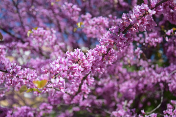 Flowering branch of the Judas tree in spring