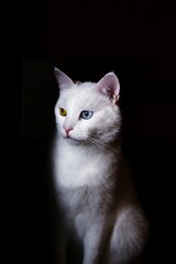 Obraz premium portrait of a cat