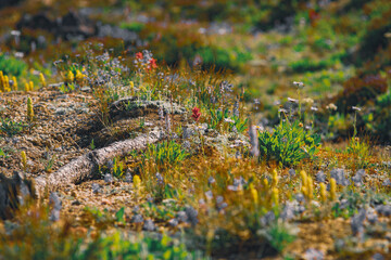 Wildflowers in Central Oregon 