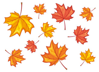 Autumn maple leaves isolated, yellow and red. Vector illustration.