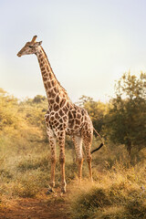 Giraffe in the wild