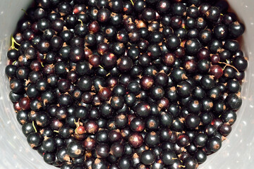 Black currant isolated, close up as texture for background