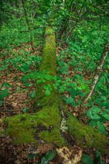 a tree overgrown with moss that fell in the forest
