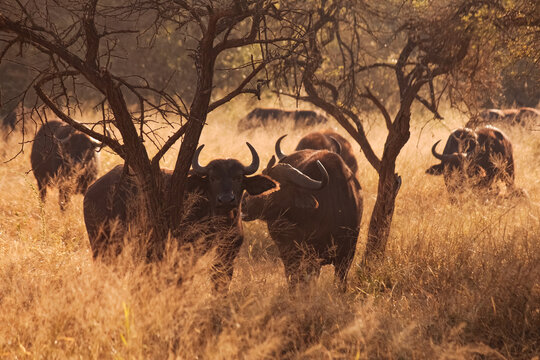 Herd of wildebeest buffalo