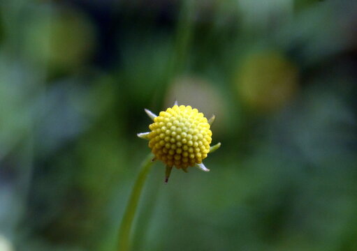 Gelbe Blüten einer Gummibärchenblume