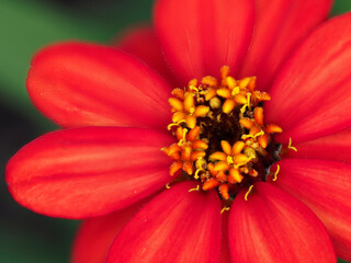 Tokyo,Japan-July 29, 2021: Closeup of red Single-flowered zinnia flower
