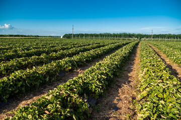 Fototapeta na wymiar Strawberry farm and agriculture in field