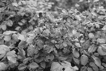 Berries on a tree branch