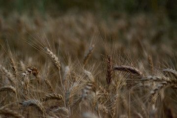 ear of wheat in a field of wheat in the light of the dawn of the morning