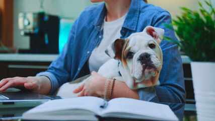 Close-up shot of a small bulldog sitting on woman's hands while she working on the computer at home.