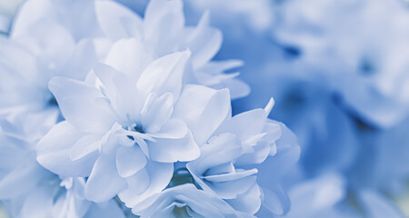 White double jasmine flowers in the garden. Close-up floral background in blue tones