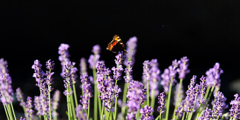Fototapeta premium beautiful butterfly on lavender flower field in home garden close up