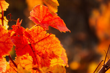 Grape red leaf close-up on a blurry background. Colorful autumn background. Leaves in bright sunlight view from below. Ripe grapes, the concept of harvesting, maturation. Full frame red-orange leaves