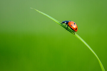 Ladybug on green leaf in a sunny day