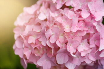 Fototapeta premium Bush of blooming pink Hydrangea