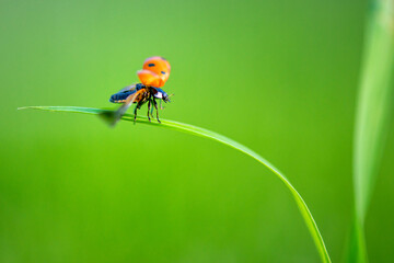 Ladybug on green leaf in a sunny day