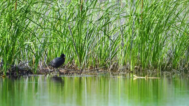 Eurasian coot (Fulica atra) in the Taray lagoon in Toledo. Castilla-La Mancha, Spain, Europe