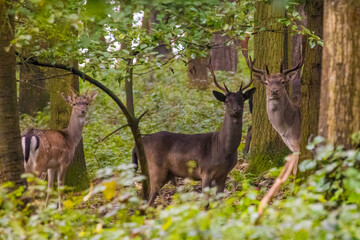 Fallow Deer bucks in forest