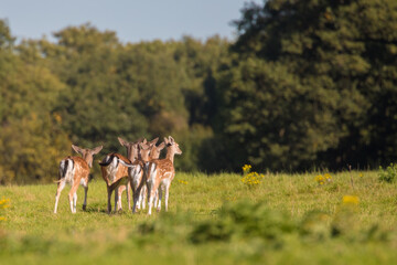Young herd of Fallow Deer walking towards the forest