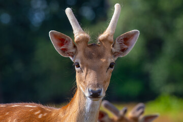 Headshot of a young Fallow Deer