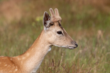 Headshot of a young Fallow Deer