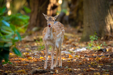 Young Fallow Deer eating a chestnut in the forest
