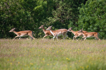 A pregnant Fallow Deer doe runs amongst a herd