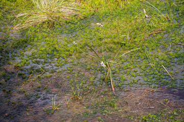 View of Fenn's, Whixall and Bettisfield Mosses National Nature Reserve in Shropshire
