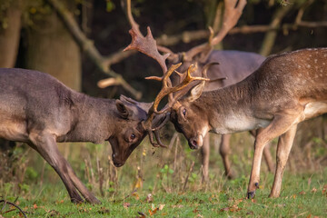 Fallow deer, two bucks fighting during rutting season