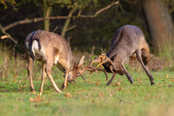 Fallow deer, two bucks fighting during rutting season