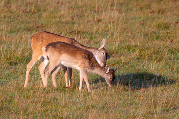 A Fallow Deer doe hugs her fawn