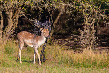 Fallow deer buck entangled with litter