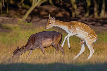 Frisky young fallow deer mating